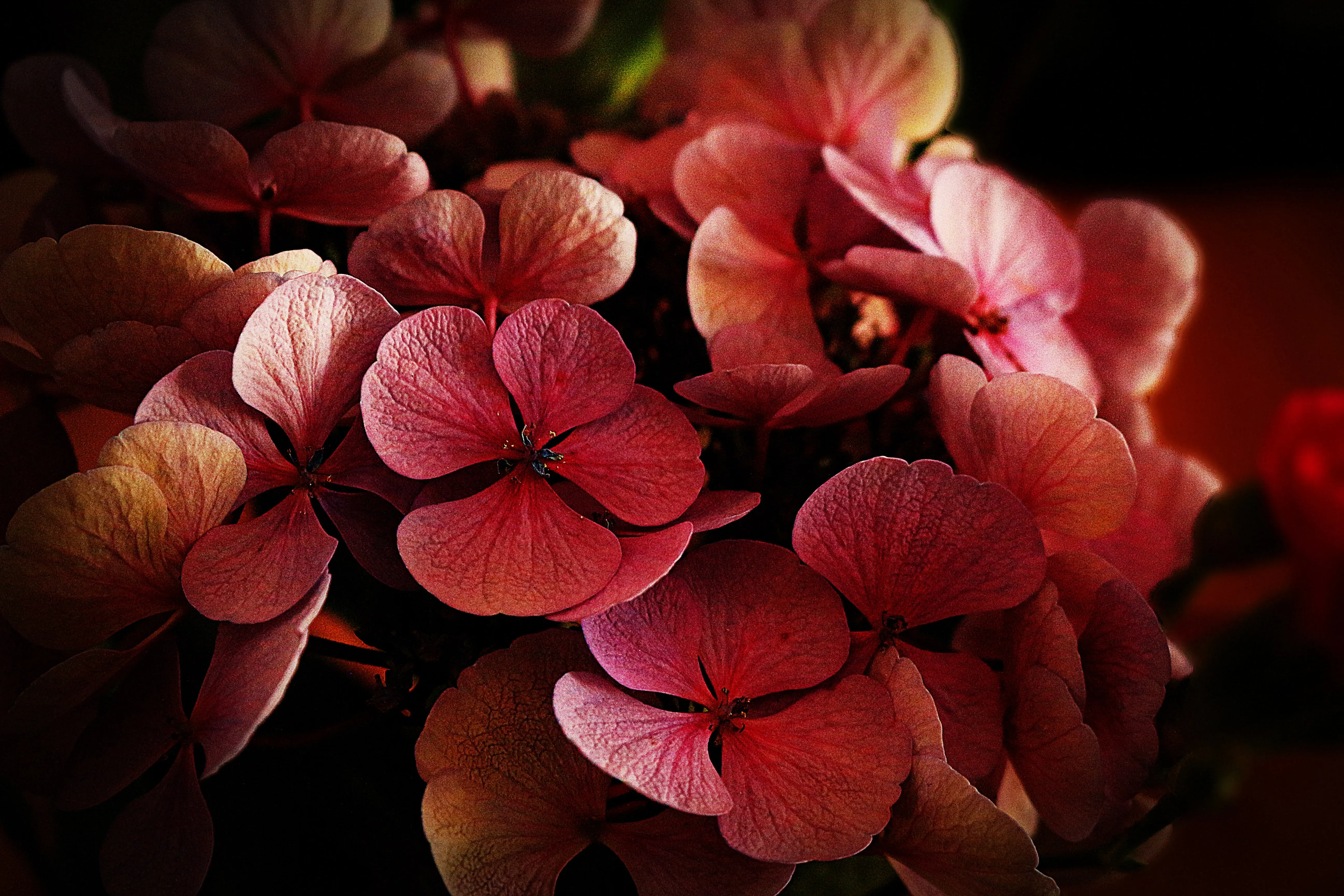 Série Fleurs